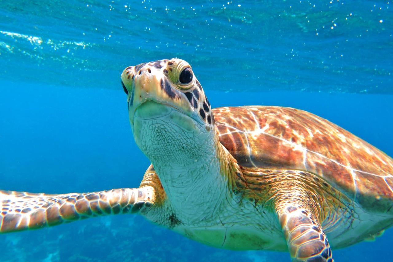 Casa Mantana Bonaire Panzió Playa Kültér fotó